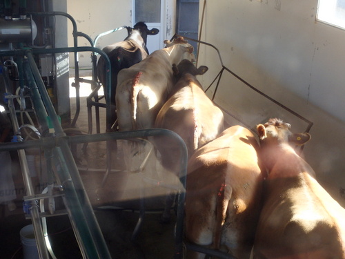 Groups of foot sanitized cows are systematically milked in batches by machine.
